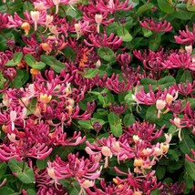 Peaches Cream Honeysuckle Vine Well Rooted Starter Plant Late Dutch Loni... - £34.79 GBP