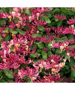 Peaches Cream Honeysuckle Vine Well Rooted Starter Plant Late Dutch Loni... - $44.98