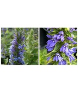 USA Seller Bareroot Lobelia siphilitica Great Blue Lobelia - £24.75 GBP