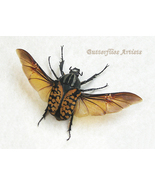 Mecynorhina Oberthuri Decorata Real Flower Beetle Framed Entomology Shad... - $1,467.34 MXN