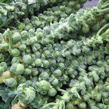 Brussels Sprouts Long Island Improvegetabled 150 Seeds Heirloom Fresh - £10.38 GBP