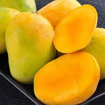 FROM US Live Tropical Fruit Tree 12”-24” Manglifera (Mango Southern) TP15 - £37.47 GBP