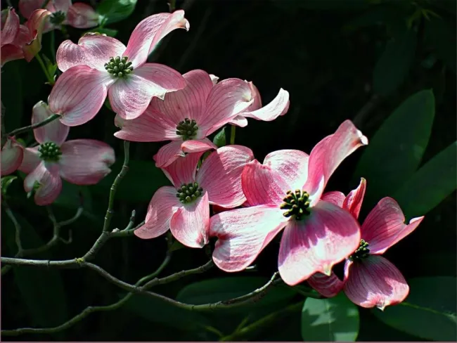 5 Pink Dogwood Tree Cornus Capitata Angustata Kousa Flowering Tree Seeds Fresh G - £15.95 GBP