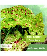 6 Miss Muffet Caladium Bulbs – Speckled Chartreuse &amp; Red Foliage - $53.68 CAD