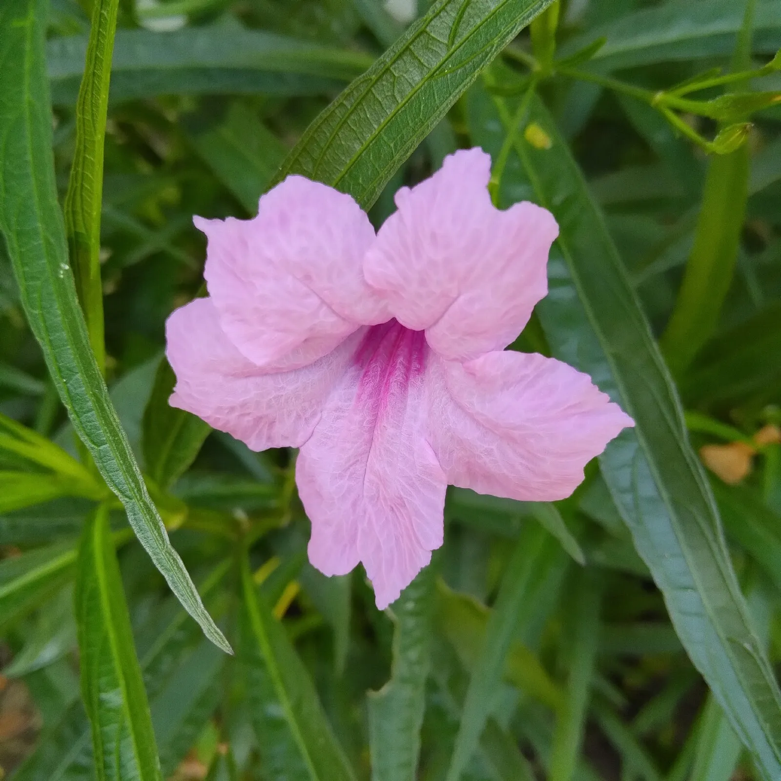 US Seller 100+ Seeds Tall Pink Mexican Petunia Beautiful Flower easy To Grow - £3.00 GBP