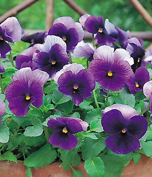 Pansy Nature Beacon 250 seeds - $36.27