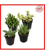 Eco-Friendly Yellow Succulent Assortment - Easy Care Plants for Your Space - $48.94 CAD