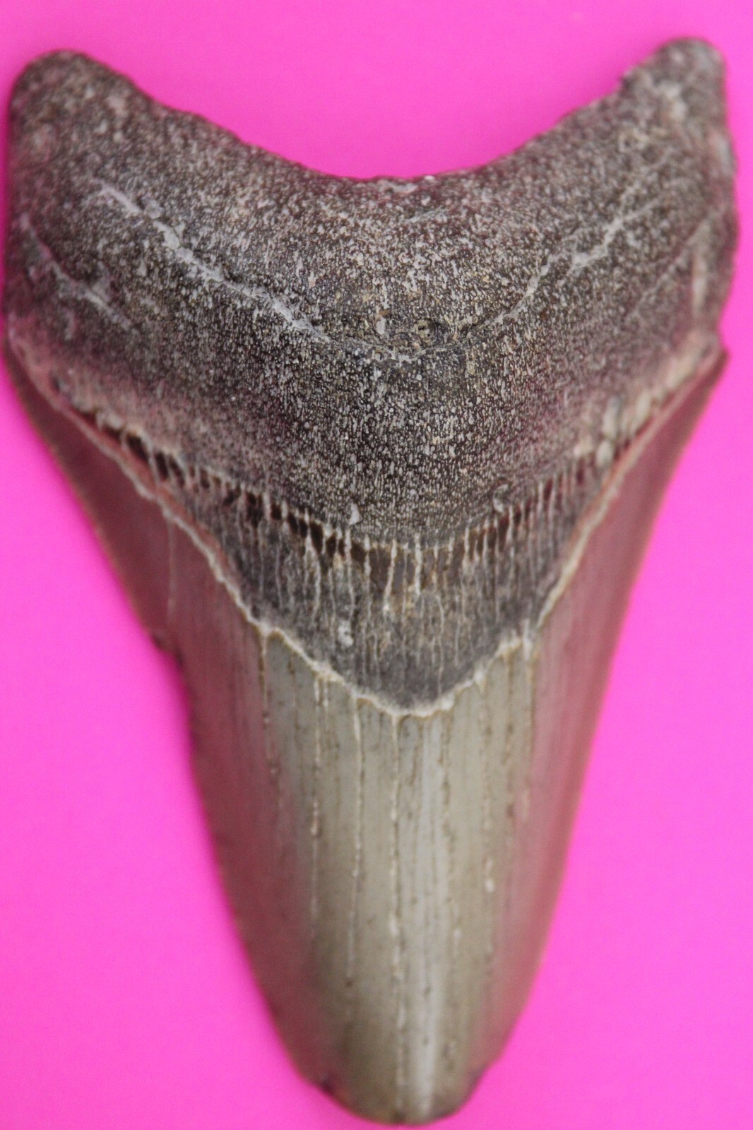 Authentic Megadolon Shark Tooth 3.68 Inches 108 Grams Fossil Dino Girl C... - $110.49