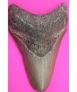 Authentic Megadolon Shark Tooth 3.68 Inches 108 Grams Fossil Dino Girl C... - $152.88 CAD