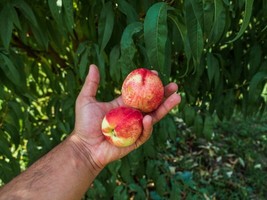 LWSTORE Dwarf Peach Tree {Prunus Persica 5 Seeds Us Seller USPS Shipping - $8.78