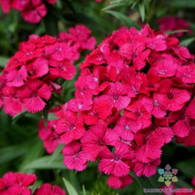 200+ Jolt Cherry Carnation Seeds - £6.85 GBP