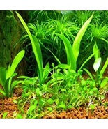 Aquarium grass Seeds Plant Water Easy Growing Plant - $4.79