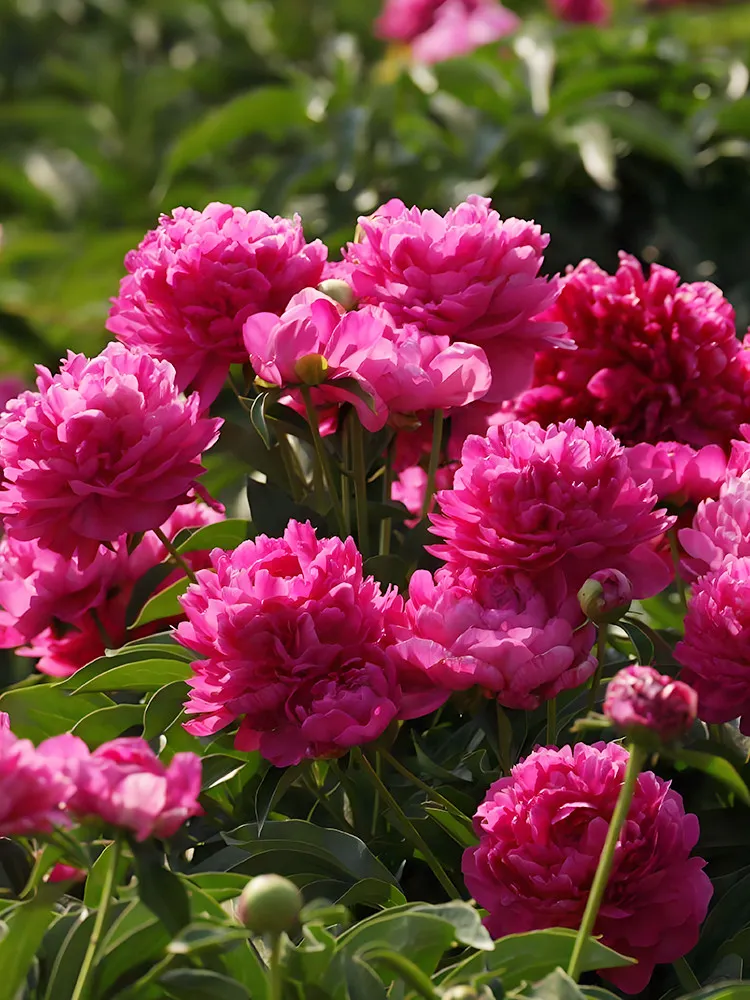  20 Thousand Layer Tower Series Peony Seeds – Large Purplish-Red Double Blooms  - £6.16 GBP