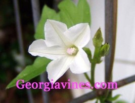 SRN Morning Glory Ipomoea Magnusiana 10 Seeds Garden - $2.92
