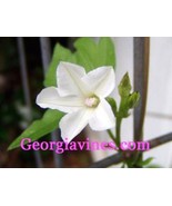 SRN Morning Glory Ipomoea Magnusiana 10 Seeds Garden - $53.57 MXN