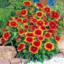 201 Indian Blanket Flower Seeds Annual Native Wildflower Drought Heat Container - £8.81 GBP