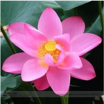 1 Red &#39;Peach Flower&#39; Nelumbo Nucifera Lotus Seeds - $87.48 MXN