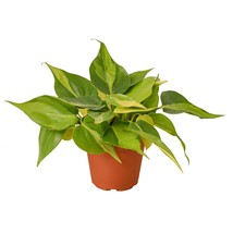 live plant - Philodendron Brasil - 4" Pot - Gardening - $47.99