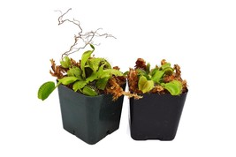 Live Plant Venus Fly Trap (Dionaea Muscipula) Carnivorous - £28.97 GBP