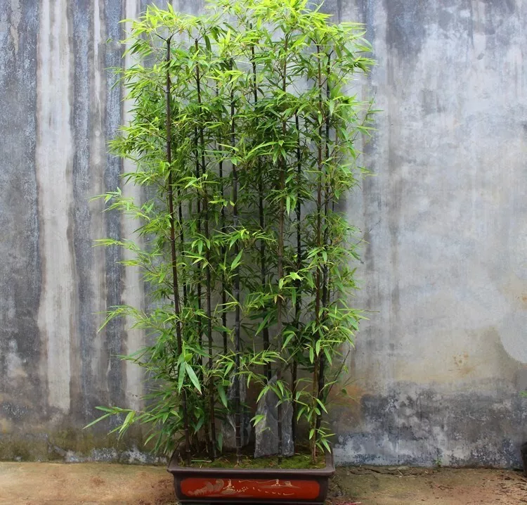 KingStore 50 Black Bamboo Bamboo Bonsai Garden Home Decoration Planting ... - $9.43