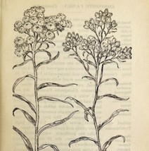 1905 Pearly Everlasting Wild Flower Print Pen &amp; Ink Lithograph Antique  - £13.68 GBP
