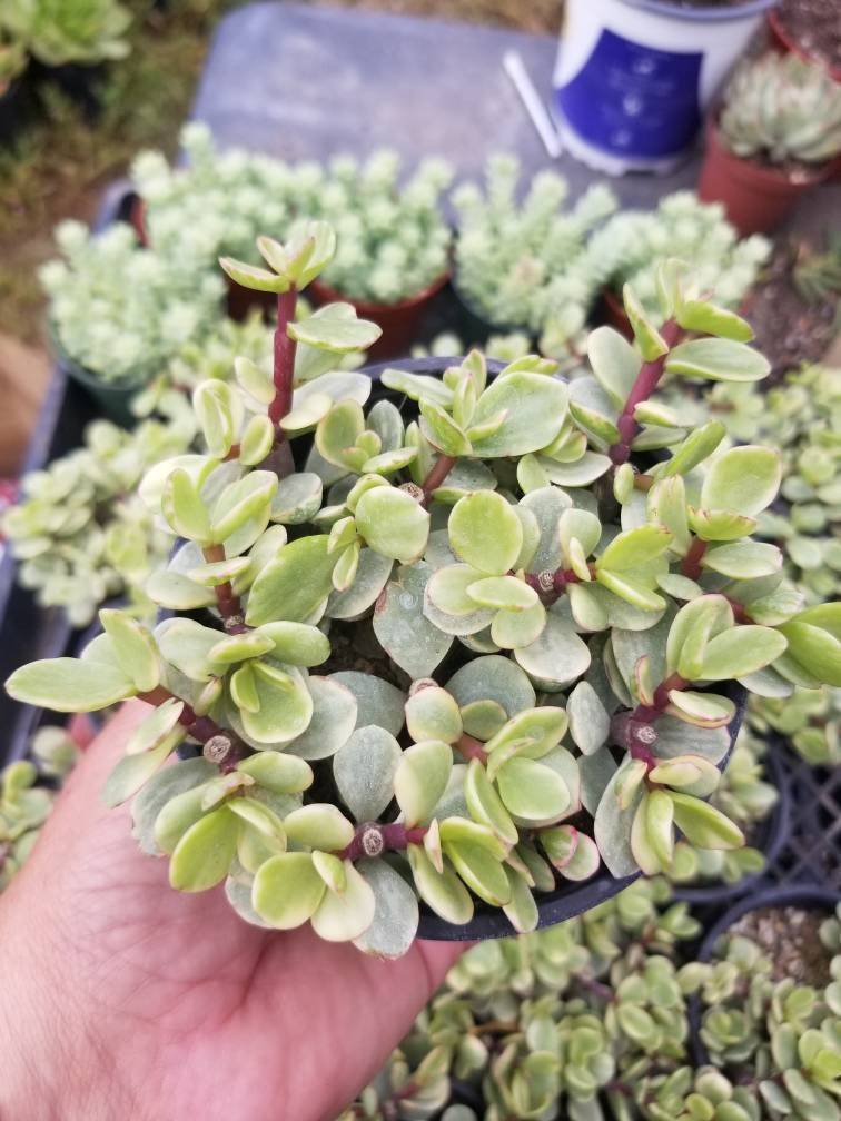 Variegated Portulacaria Afra &quot;Variegated Elephant Blush&quot; (4&quot;pot) - $10.99