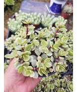 Variegated Portulacaria Afra &quot;Variegated Elephant Blush&quot; (4&quot;pot) - $15.03 CAD