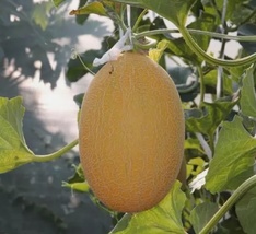 25 Seeds Hami Melon Large fruits Sweet &amp; Crunch  - £6.18 GBP