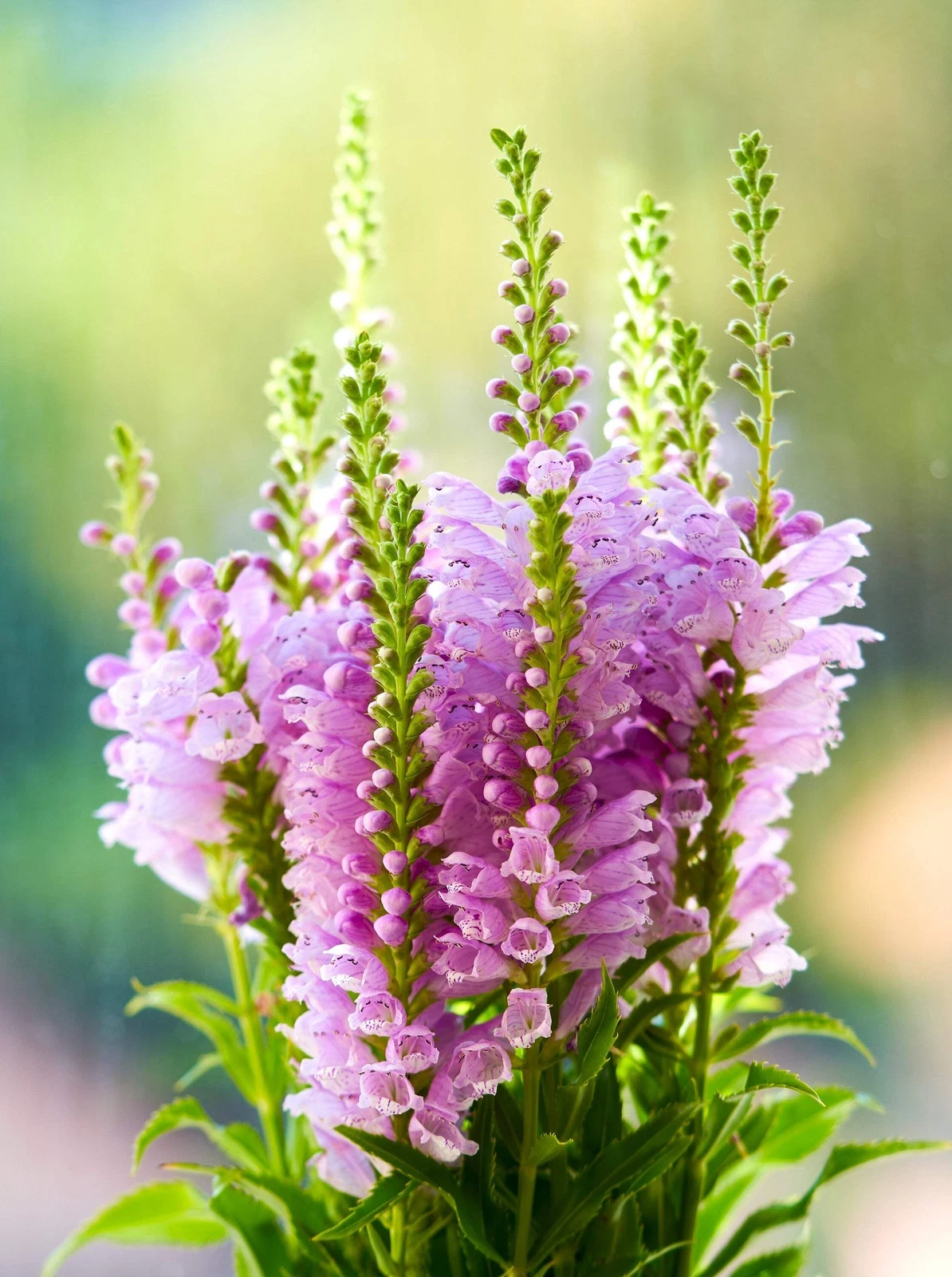 50 PINK Showy OBEDIENT PLANT False DragonHead Physostegia Virginiana Flo... - $10.11