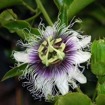 Passifloria Caerulea Passion Blue Flower Exotic Climber 4 Vine With Large Flower - $15.75