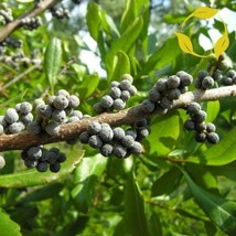 THJAR Wax Myrtle Southern Myrica Cerifera - 100+ Seeds - $7.97