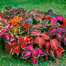 Item image 1 image 1