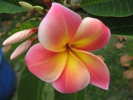 5 Pink Yellow Plumeria Seeds Plants Flower Flowers Perennial Seed 506 - $6.89