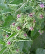 Lesser Burdock Wildflower ~ 35 seeds. Arctium minus - US seller -  free ... - £3.78 GBP