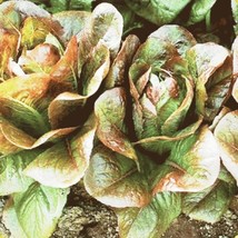 Guashi Store Lettuce Seeds Rouge D&#39;Hiver 400 Seeds Non Gmo Fast Shipping - £6.85 GBP