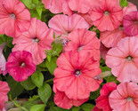 Sale 25 Seeds Salmon Petunia Grandiflora Flower  USA - £7.83 GBP