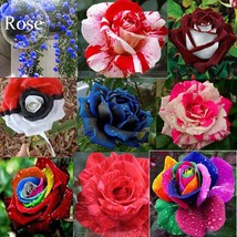 Mixed 9 Types of Rare Rose Perennial Flowers, 50 seeds, Pink Black Red Purple ch - £2.78 GBP