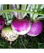 FMG Purple Top White Globe Turnip 100 Seeds 100% Organic Fast Growing - $14.08