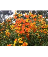 SRN Streptosolen Jamesonii Marmalade Bush Fire Bush 10 Seeds Garden - €10,22 EUR