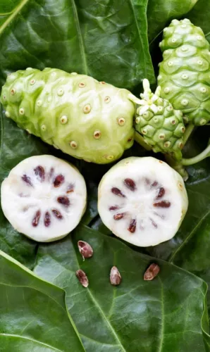 Morinda Citrifolia 15 Seeds Noni Cheese Fruit Shrub Small Tree Indian Mulberry G - $11.80