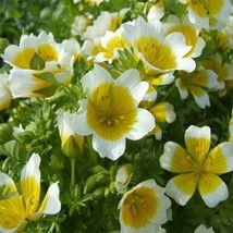 GUNEL Poached Egg Plant 50 Seeds - $8.00