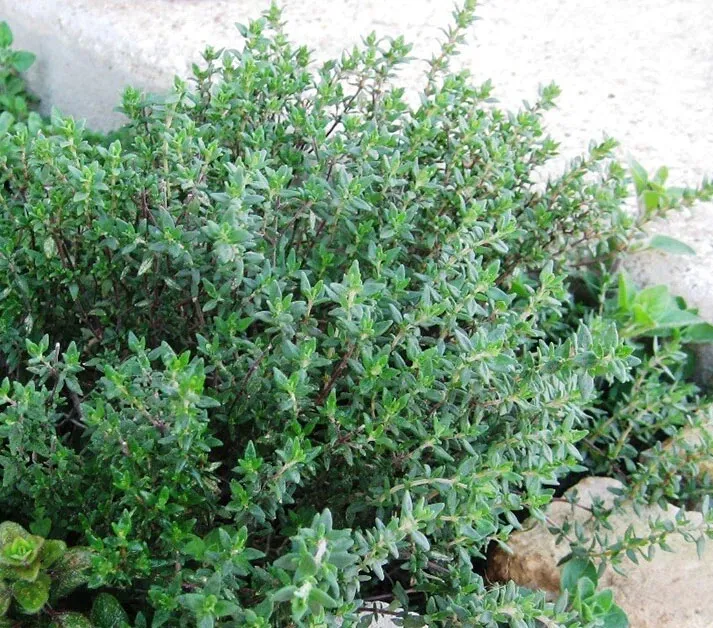 CLK 1000 Thyme Seeds Or Thymus Vulgaris Heirloom Non GMO Herb USA Herb Seeds - $8.46