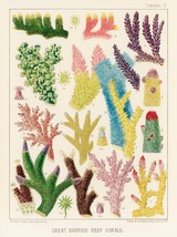 12787.Poster print.Room Wall design.1893 Great Barrier Australian Reef Map.Coral - £12.71 GBP+