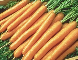 Tendersweet Carrot  500     From US - $7.99