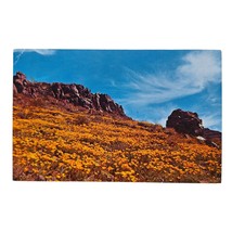 Postcard Spring On The Desert Landscape Chrome Unposted - £8.41 GBP