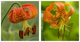 American Tiger Lily, 12 Turks Cap Lily Root Bulbs - Turban Lily, Lilium ... - £74.10 GBP