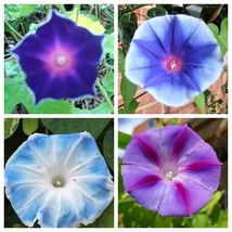 50 Mixed Japanese Morning Glory Ipomoea Nil Flower Vine Seeds USA Fast Shipping - $18.50