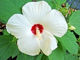 30 Luna White Hibiscus Seeds Hibiscus Moscheutos Luna White Fresh Seeds Gardenin - £10.36 GBP