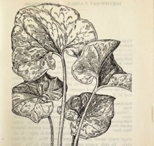 1905 Wild Ginger Flower Print Pen &amp; Ink Lithograph Antique Art 6.75 x 3.75&quot; - £13.68 GBP