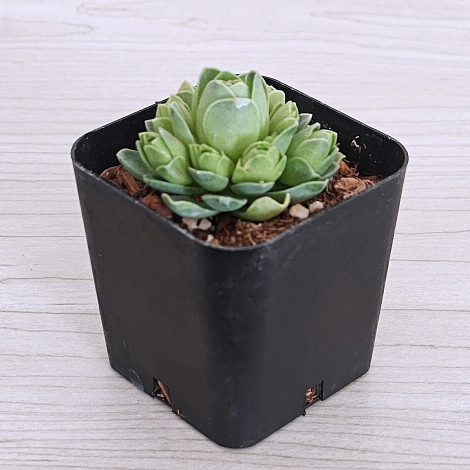 Succulent Plant - Greenovia Dodrentalis : Mountain Rose - Live Plant In ... - $15.50